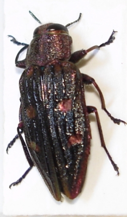 Chrysobothris chrysostigma, Sm, 2007-06-11
