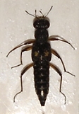 Stenus bimaculatus, Ynde, 2009-02-04