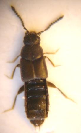 Trichomicra sahlbergiana, Farabol, 27 augusti 2012