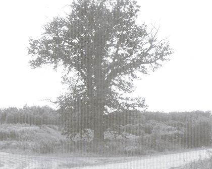 Ek med 4.95 meters stamomkrets