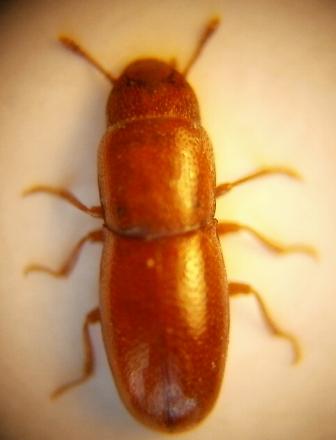 Aglenus brunneus, &Ouml;land, Himmelsberga, 22 februari 2004
