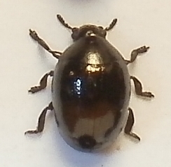 Oomorphus concolor, S&ouml;lvesborg, 11 juni 2012