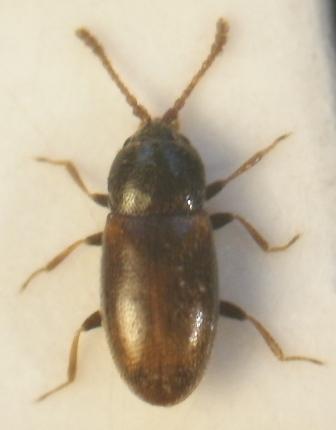 Atomaria wollastoni, Karlshamn, 15 september 2012