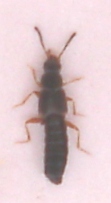 Dasygnypeta velata, Karlshamn, 2008-07-21