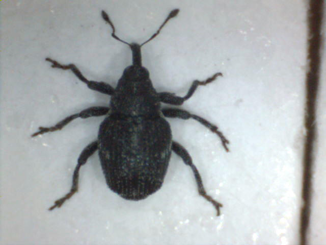 Ceutorhynchus euphorbiae, Kjuge, 2010-11-22