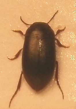 Hydroporus longicornis, Karlshamn, 14 april 2012