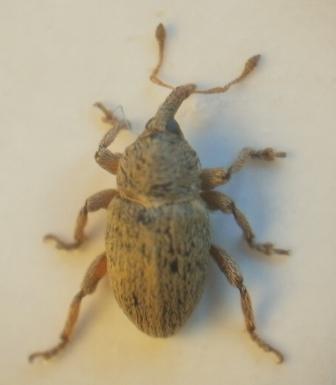 Tychius junceus, S&ouml;lve, 3 juni 2013