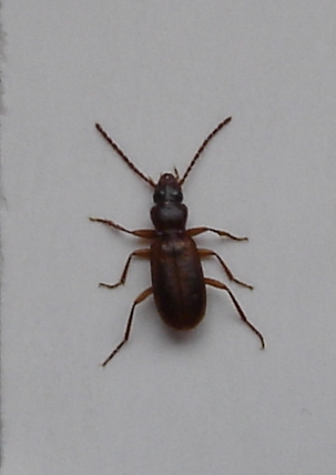Trichoblemus micros 2006-04-05