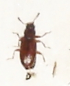Corticaria polypori, Karlshamn, 3 mars 2009