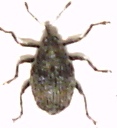 Sirocalodes mixtus, S&ouml;lve, 2009-06-11