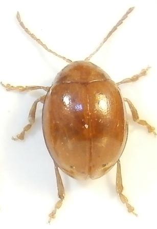 Sphaeroderma rubidum, Karlshamn, 1 augusti 2011