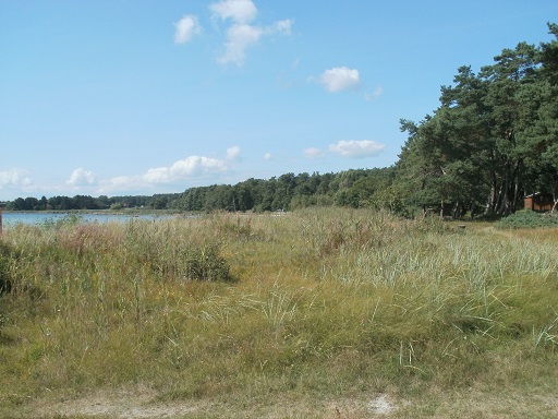 Fyndplats för <i>Calosirus apicalis</i>, Västra Torsö, 26 augusti 2013